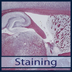 KESLATM - Staining